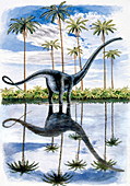 Alamosaurus dinosaur,illustration