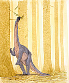 Barapasaurus dinosaur,illustration