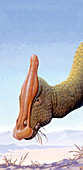 Saurolophus dinosaur eating,illustration