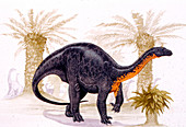 Blikanasaurus dinosaur,illustration