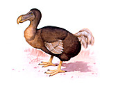 Dodo,illustration