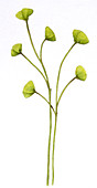 Cooksonia sp. prehistoric plant