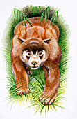 Chapalmalania prehistoric raccoon