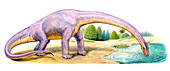 Bothriospondylus dinosaur,illustration