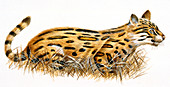 Dinictis prehistoric cat,illustration