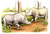 Brontotheriid prehistoric mammals