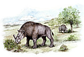 Brontotherium prehistoric mammals