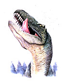 Tyrannosaurus rex,illustration