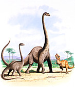 Barosaurus dinosaurs,illustration