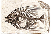 Acanthonemus prehistoric fish fossil
