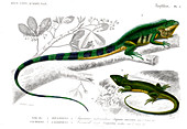 Iguana and green lizard,illustration