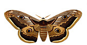 Giant peacock moth,illustration