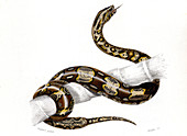 Boa constrictor,illustration