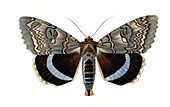 Blue underwing moth,illustration