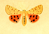 Moth,illustration
