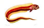 Red bandfish,illustration
