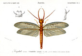 Dobsonfly,19th Century illustration