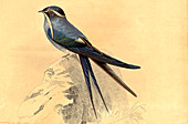 Swift,19th Century illustration