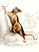 Opossums,19th Century illustration