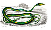 Green vine snake,illustration