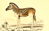 Mountain zebra,19th Century illustration