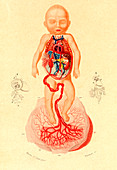 Human foetus,19th Century illustration