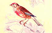 Finch,1849 illustration