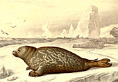 Harbour seal,19th Century illustration