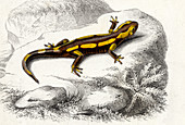Salamander,19th Century illustration
