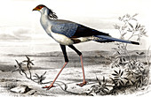 Secretary bird,19th Century illustration