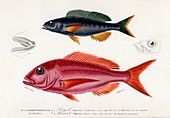 Sea bream,19th Century illustration