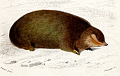 Golden mole,19th Century illustration