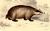 Badger,19th Century illustration