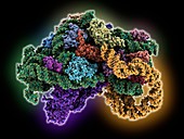 Ribosome bound to mRNA