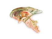 Anatomical model of human brain section