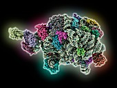 Archaeon ribosome subunit
