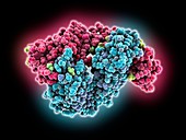 HIV-neutralizing antibody