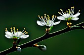 Blackthorn (Prunus spinosa) in flower