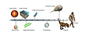 Evolution of Earth timeline,illustration