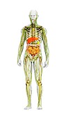 Human immune system,illustration