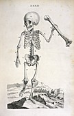 Child skeleton,18th century