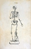 Female skeleton,18th century