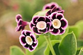 Primula auricula 'Lila' flowers