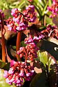 Bergenia 'Overture' flowers