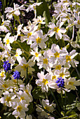 Primula 'McWatt's Cream' flowers