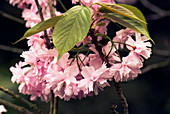 Prunus 'Kanzan' flowers