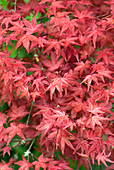 Acer palmatum 'Shishio Improved' leaves