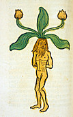 Male mandrake root,15th century