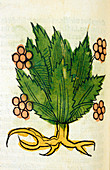 Spikenard medicinal plant,15th century