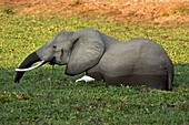African Elephant with Cattle Egret